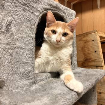 Copper -  Domestic Short Hair Cat for Adoption in Spokane Valley, Washington - Copper | PetCurious