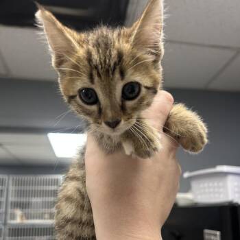 Mabel -  Domestic Short Hair Cat for Adoption in Birmingham, Alabama - Mabel | PetCurious