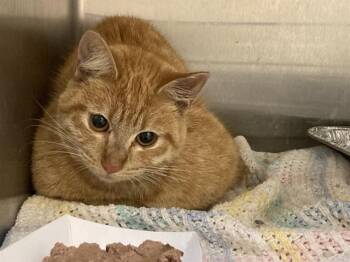THEODOSIA -  Domestic Short Hair Cat for Adoption in Tustin, California - THEODOSIA | PetCurious
