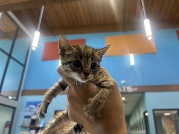 MEWMEW -  Domestic Short Hair Cat for Adoption in Rowlett, Texas - MEWMEW | PetCurious