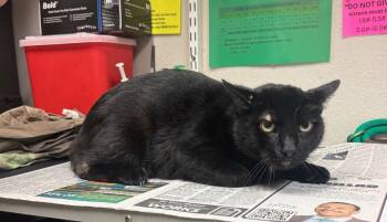 Cadiz -  Domestic Short Hair Cat for Adoption in Sorrento, Louisiana - Cadiz | PetCurious