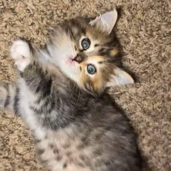 Domestic Short Hair Cats Available for Adoption in Madison, Wisconsin - Theodosia | PetCurious