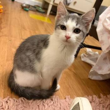 Domestic Short Hair Cats Available for Adoption - Bloodblade | PetCurious