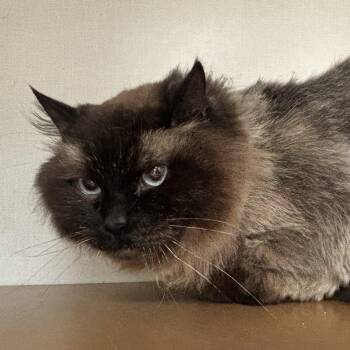Lion -  Himalayan Cat for Adoption in Philadelphia, Pennsylvania - Lion | PetCurious