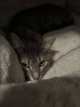 Boz Skaggs -  Domestic Short Hair Cat for Adoption in Salisbury, North Carolina - Boz Skaggs | PetCurious