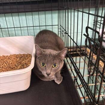 Rescue Domestic Short Hair Cats for Adoption in Gadsden, Alabama - Calie | PetCurious