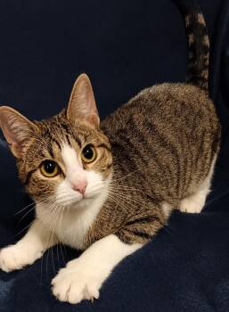 Domestic Short Hair and Tabby Cats Available for Adoption in Cuyahoga Falls, Ohio - Kitten Tigger | PetCurious
