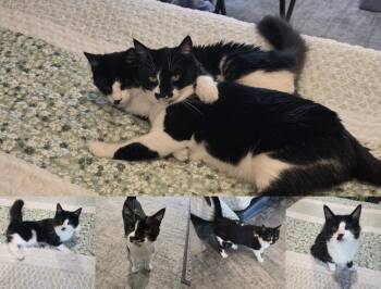 Xena  (Emmy) -  Domestic Short Hair Cat Available for Adoption in Ontario, Oregon - Xena  (Emmy) | PetCurious