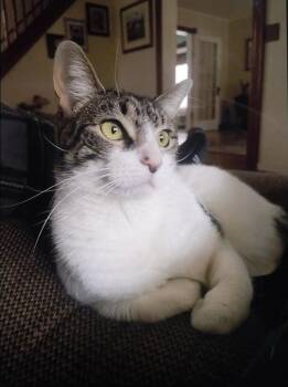 Rescue Domestic Short Hair Cats for Adoption in Melville, New York - Mickey | PetCurious