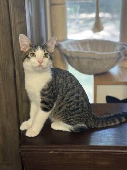 Ash -  Domestic Short Hair Cat for Adoption in Magnolia, Texas - Ash | PetCurious