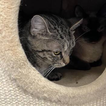 Westin -  Domestic Short Hair Cat for Adoption in Bedford, New Hampshire - Westin | PetCurious