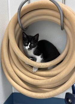 Baxter -  Domestic Short Hair Cat for Adoption in Montgomery, New Jersey - Baxter | PetCurious