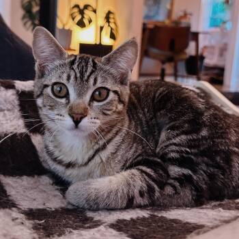 Daisy -  Domestic Short Hair Cat for Adoption in Los Angeles, California - Daisy | PetCurious