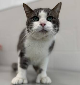 Rescue Domestic Short Hair Cats for Adoption in Sheboygan, Wisconsin - Oscar | PetCurious