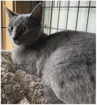 Lilo -  Domestic Short Hair Cat for Adoption in Eugene, Oregon - Lilo | PetCurious