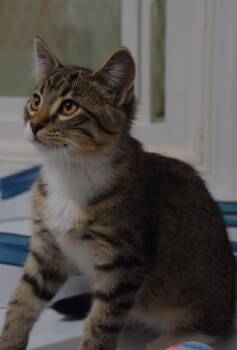 Randy -  Tabby Cat for Adoption in Claresholm, Alberta - Randy | PetCurious