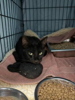 A198640 -  Domestic Short Hair Cat for Adoption in Fremont, California - A198640 | PetCurious