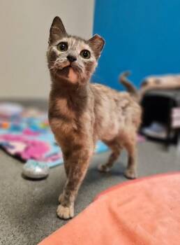 Munchies -  Domestic Short Hair Cat for Adoption in Fort Collins, Colorado - Munchies | PetCurious