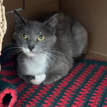 Carla Ann -  Domestic Short Hair Cat for Adoption in Des Moines, Iowa - Carla Ann | PetCurious