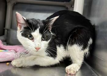 Domestic Short Hair Cats Available for Adoption - Moo Moo - At Shelter | PetCurious