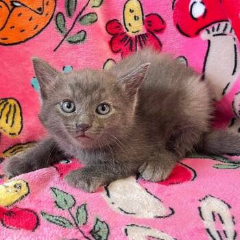 Dove -  Domestic Short Hair Cat Available for Adoption in Mt. Juliet, Tennessee - Dove | PetCurious