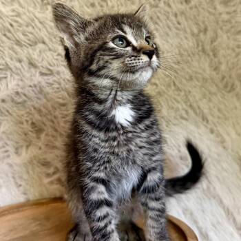 Penne -  Domestic Short Hair Cat for Adoption in Belfair, Washington - Penne | PetCurious
