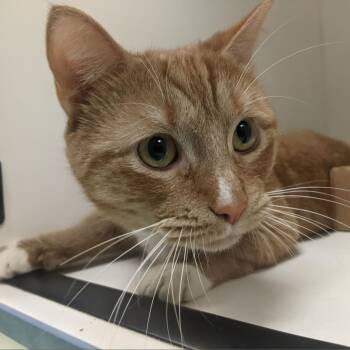 Domestic Short Hair Cats Available for Adoption in Philadelphia, Pennsylvania - Puff | PetCurious