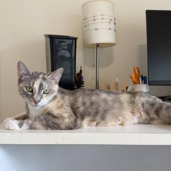 Gem -  Domestic Short Hair Cat for Adoption in Evanston, Illinois - Gem | PetCurious