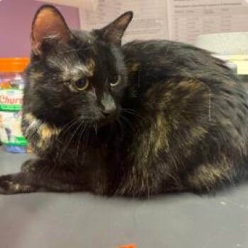 Azula -  Domestic Short Hair Cat for Adoption - Azula | PetCurious