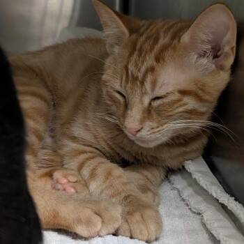 McChicken -  Domestic Short Hair Cat for Adoption in Titusville, Florida - McChicken | PetCurious