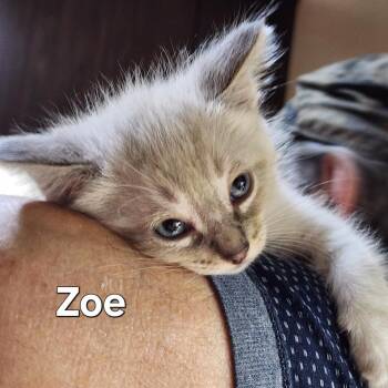 Everly (Zoe) -  Domestic Long Hair Cat for Adoption in Lincoln, California - Everly (Zoe) | PetCurious