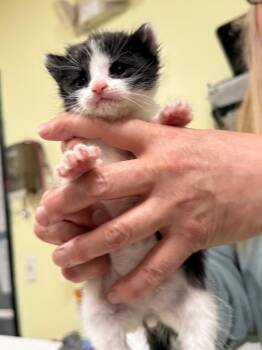 Domestic Short Hair Cats Available for Adoption in Meriden, Connecticut - Tesla | PetCurious