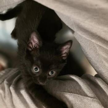 Jitterbug -  Domestic Short Hair Cat for Adoption in Chicago, Illinois - Jitterbug | PetCurious