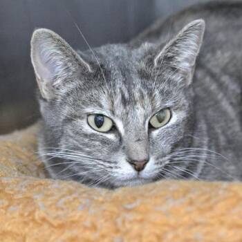 Domestic Short Hair Cats Available for Adoption - Kaleidoscope | PetCurious