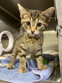 Honey Bunny -  Domestic Short Hair Cat for Adoption in Hobart, Indiana - Honey Bunny | PetCurious
