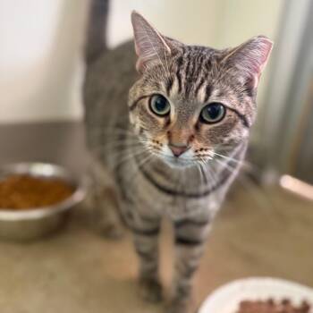 Tiffany Valentine -  Domestic Short Hair Cat for Adoption in Chicago, Illinois - Tiffany Valentine | PetCurious