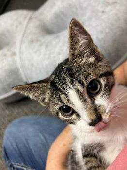 Tequila -  Domestic Short Hair and Tabby Cat for Adoption in Harrisburg, Pennsylvania - Tequila | PetCurious