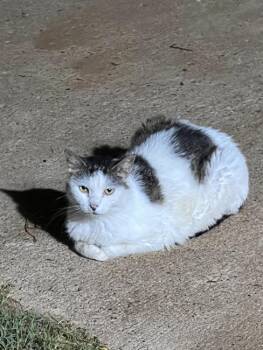 Rescue American Shorthair Cats for Adoption in Marble Falls, Texas - Suzy Q | PetCurious