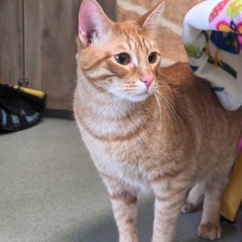 Georgie -  Domestic Short Hair Cat Available for Adoption in Abilene, Texas - Georgie | PetCurious