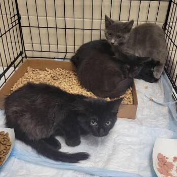 Dr Seuss Books_1 -  Domestic Medium Hair Cat for Adoption in Westminster, California - Dr Seuss Books_1 | PetCurious