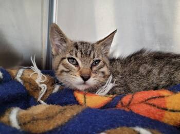 Pepper -  Domestic Short Hair Cat for Adoption in Logan, Utah - Pepper | PetCurious