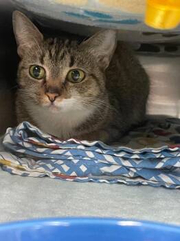 Domestic Short Hair Cats Available for Adoption in Blountville, Tennessee - Marmalade | PetCurious