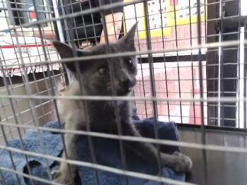 SHARKY -  Domestic Short Hair Cat for Adoption in Tulsa, Oklahoma - SHARKY | PetCurious
