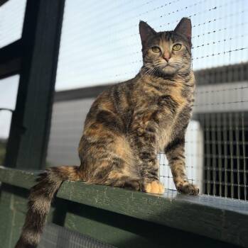 Domestic Long Hair and Tortoiseshell Cats Available for Adoption - Buttercup | PetCurious