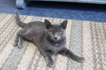 Rescue American Shorthair Cats for Adoption in Urbana, Ohio - Rosey | PetCurious