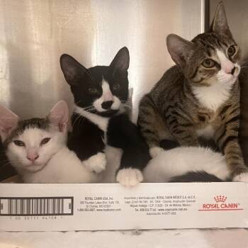 Little Foot -  Domestic Short Hair Cat for Adoption in New York, New York - Little Foot | PetCurious