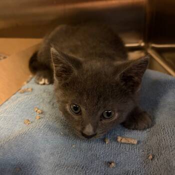 Rescue Domestic Short Hair Cats for Adoption in Council Bluffs, Iowa - Gulliver | PetCurious