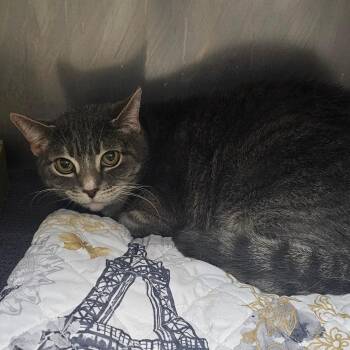 Domestic Short Hair Cats Available for Adoption in Donalsonville, Georgia - Okra | PetCurious