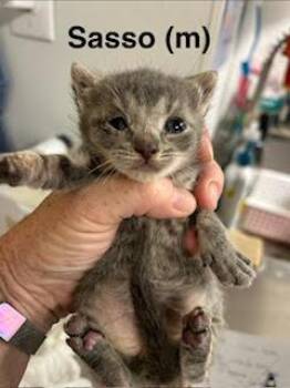 Sasso -  Domestic Short Hair Cat for Adoption in Saugerties, New York - Sasso | PetCurious