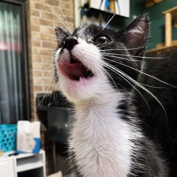 Lotti -  Domestic Short Hair Cat for Adoption in Gonzales, Louisiana - Lotti | PetCurious